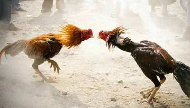 Get to know Bangkok Chickens to Win Cockfighting Gambling